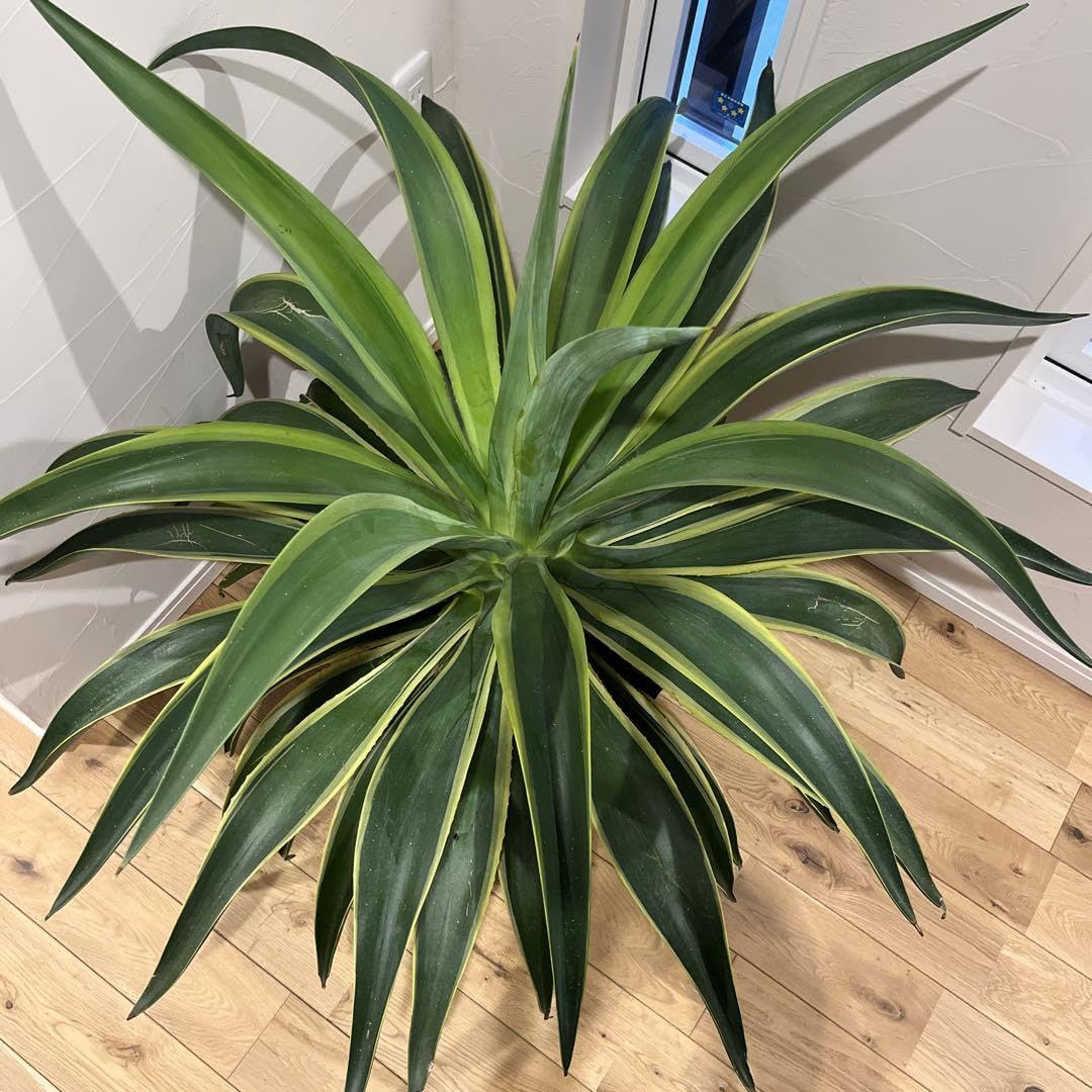 アガベ Agave 抜き苗　ベネズエラ　特大サイズ　直径1m超え Amazon.co.jp: アガベ Agave 抜き苗 ベネズエラ 特大サイズ 直径
